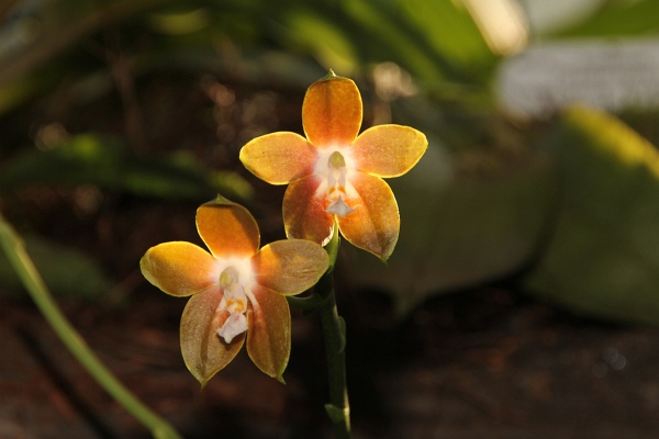 Phalaenopsis   036.jpg